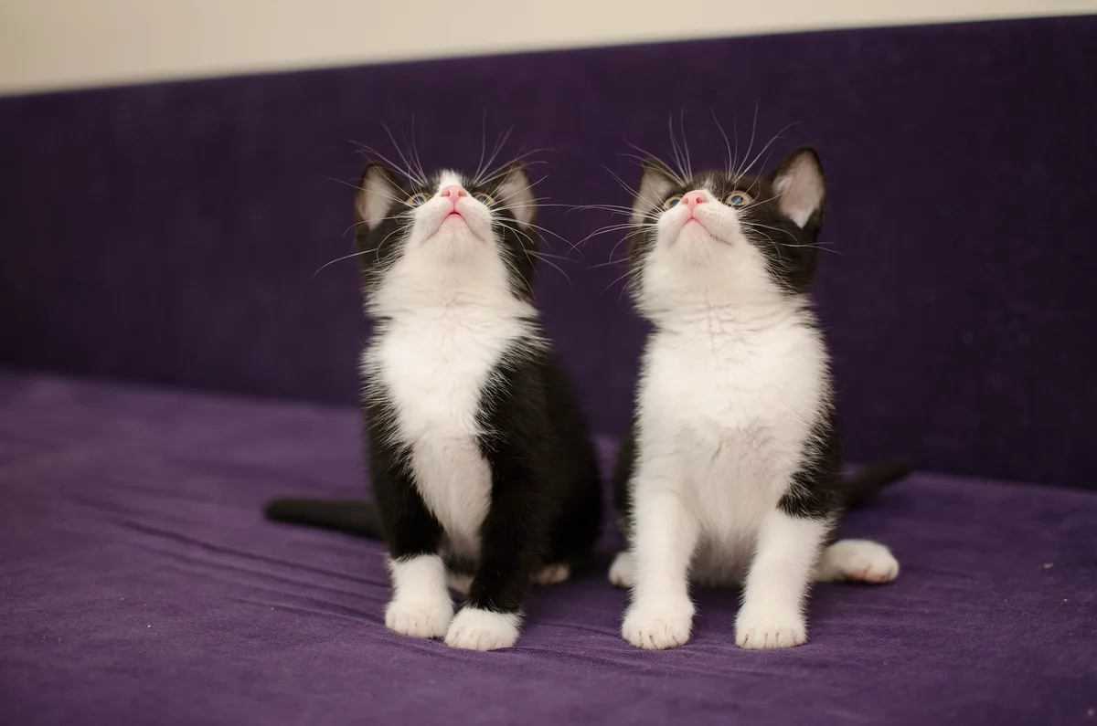 Bijzondere lichamelijke eigenschappen van katten