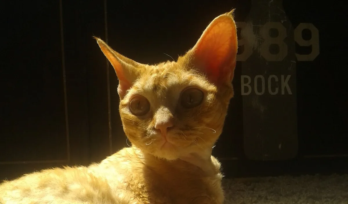 German Rex raskat met elegant uiterlijk