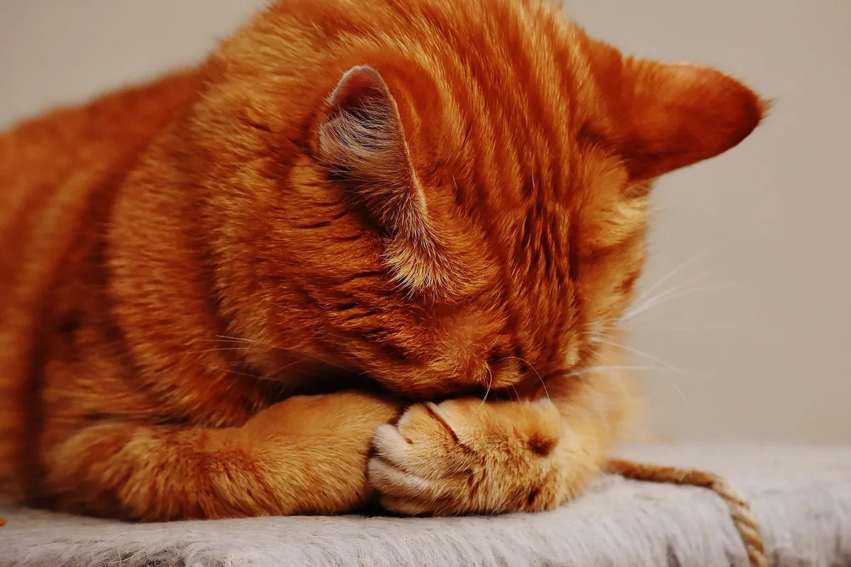 Kat bij de dierenarts voor preventieve zorg