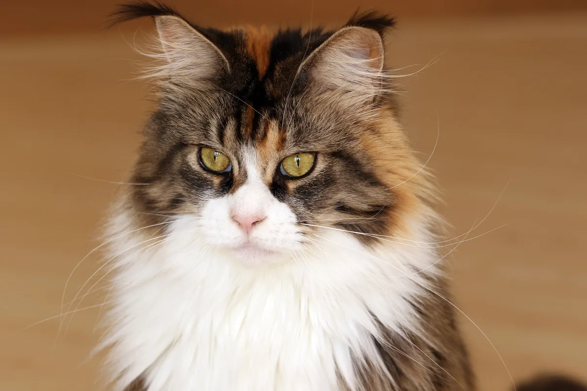 Maine Coon kat naast een gewone huiskat