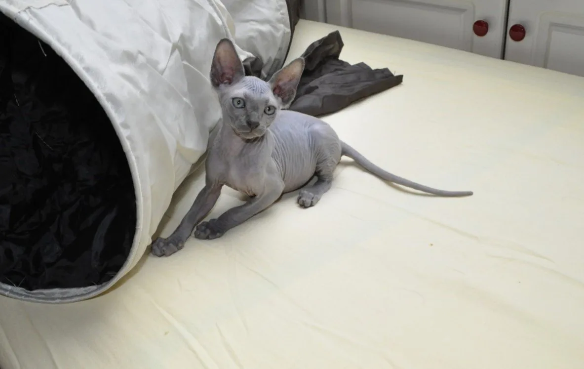 Sphynx