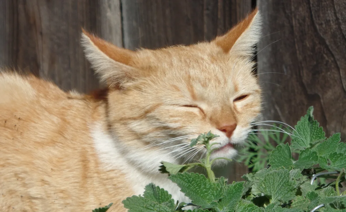 Kat die geniet van catnip of kattenkruid
