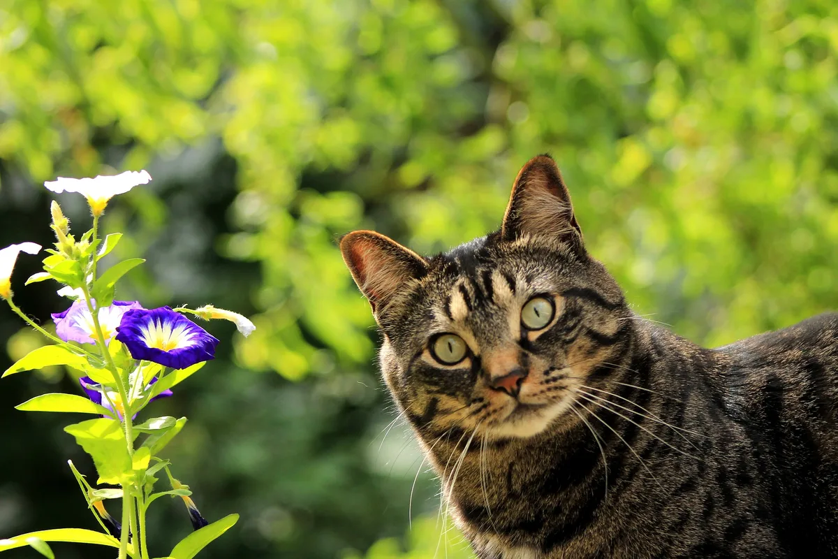 Giftige bloemen en planten die gevaarlijk zijn voor katten
