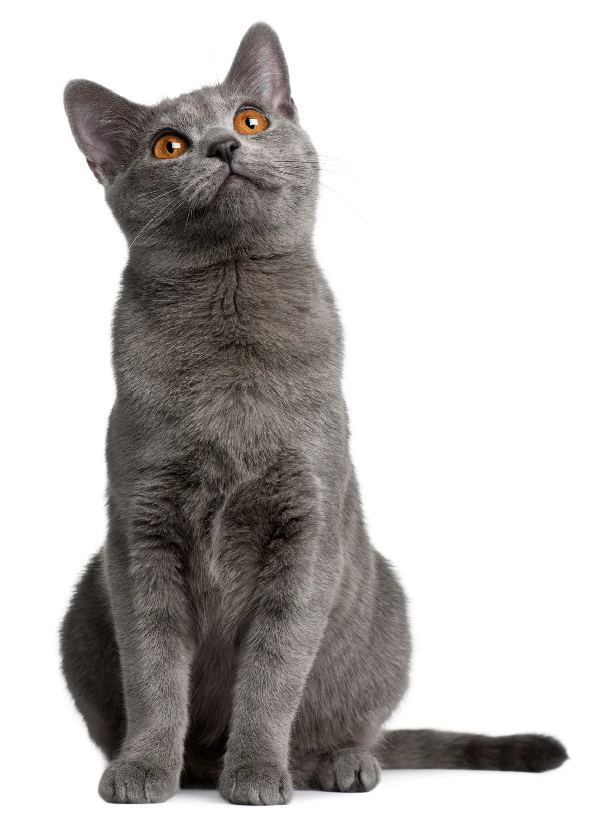 Chartreux
