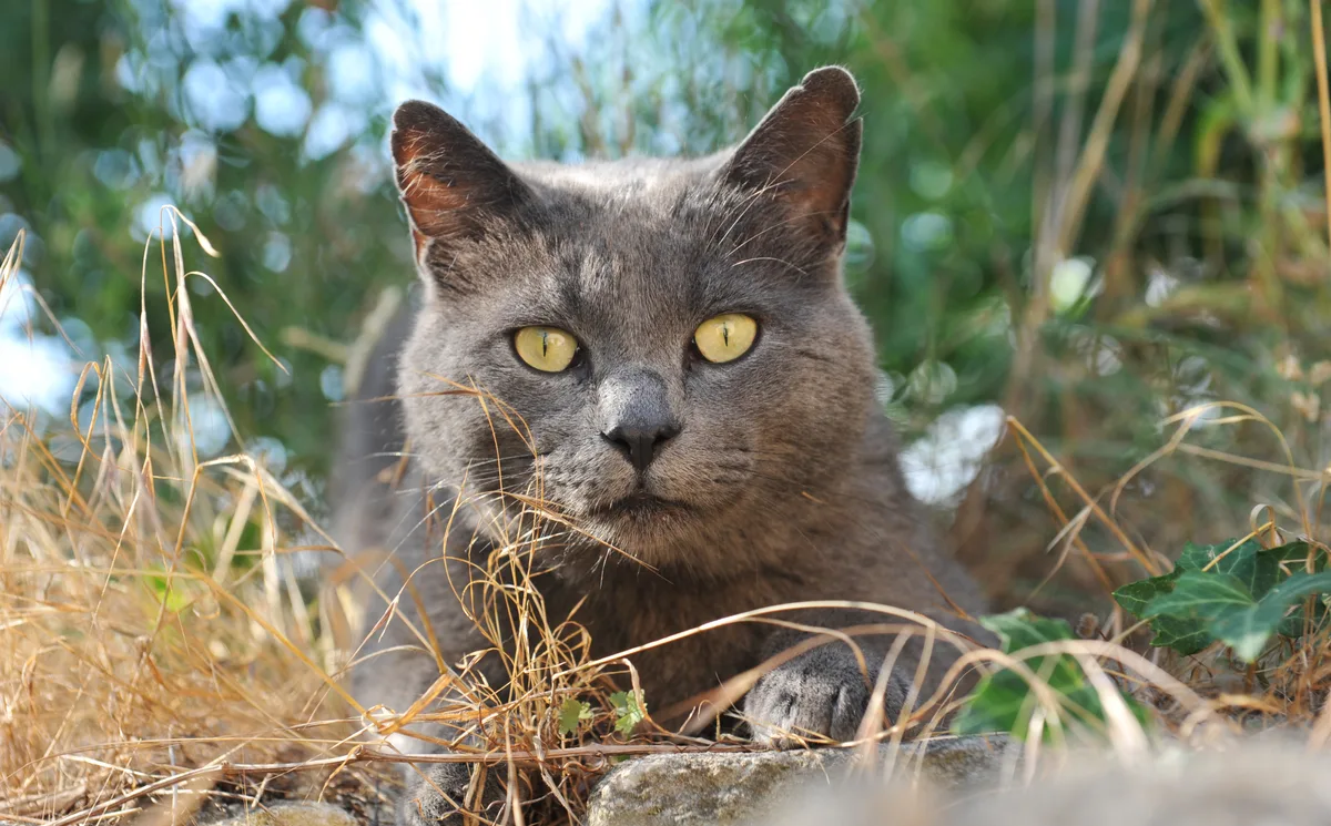Chartreux