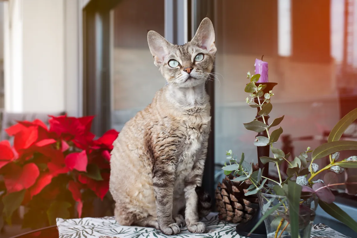 rustend van de Devon Rex