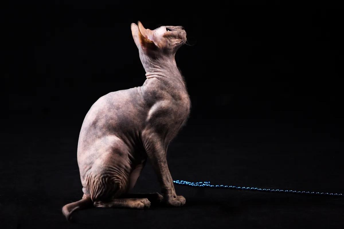 Donskoy kat mooi portret