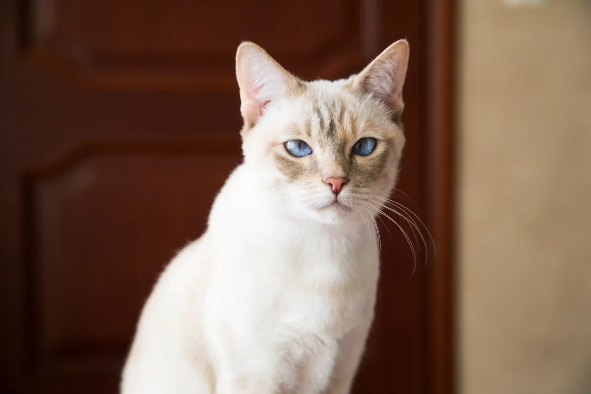 rustend van de Mekong Bobtail