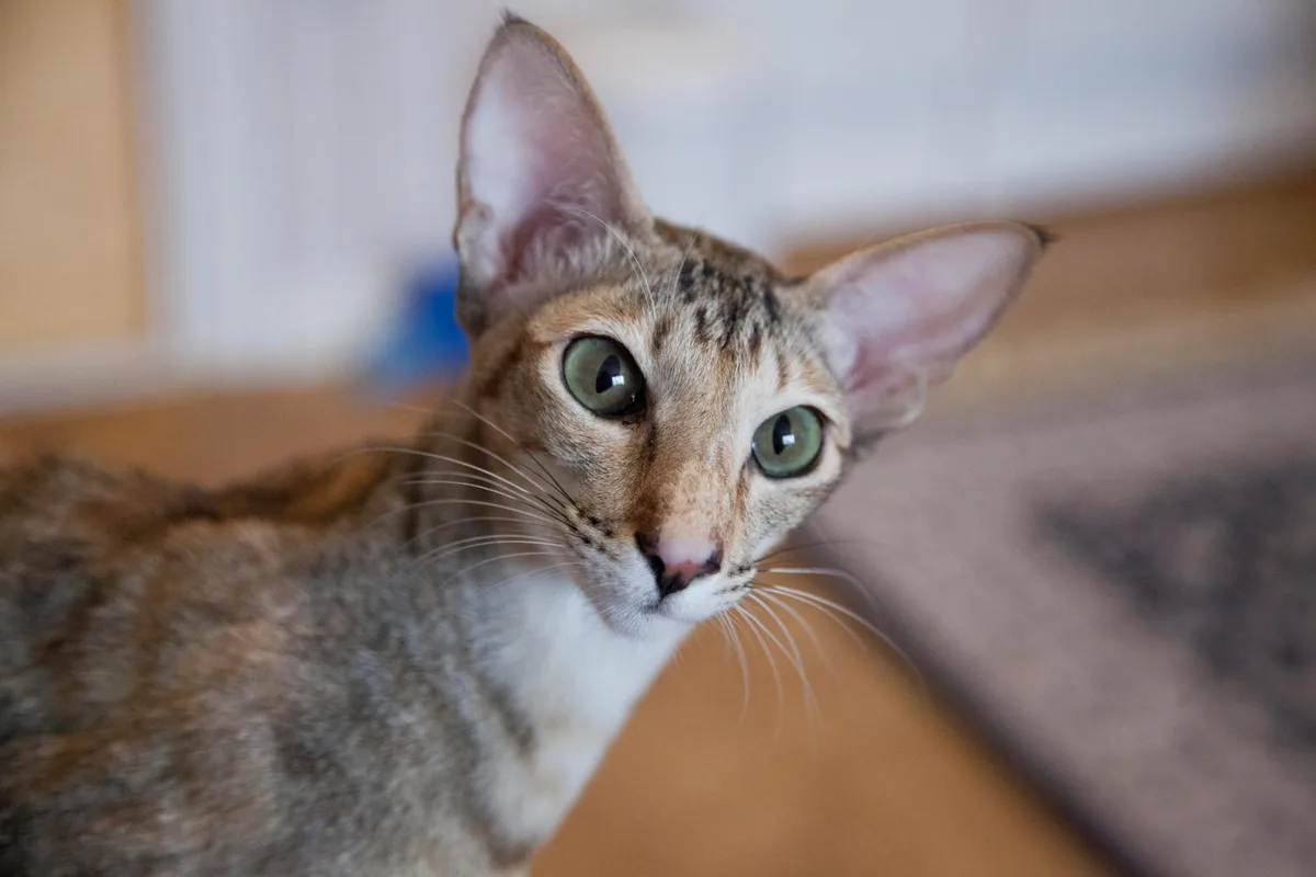 Orientaals Korthaar raskat met grote oren