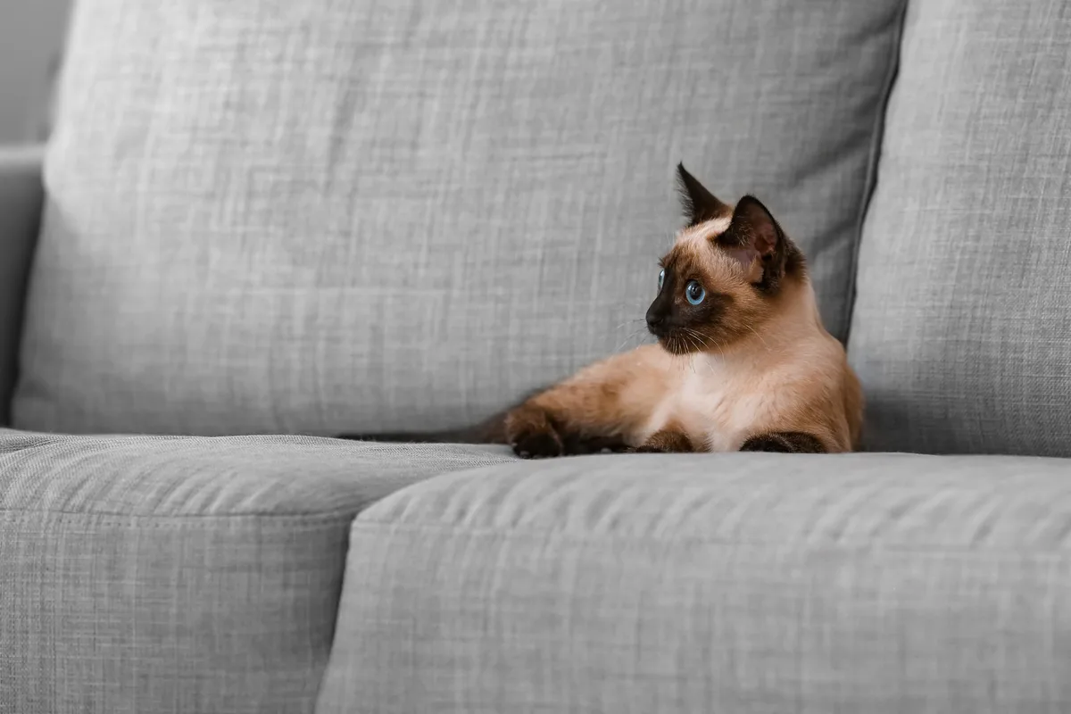 De Thaise kat: rustend