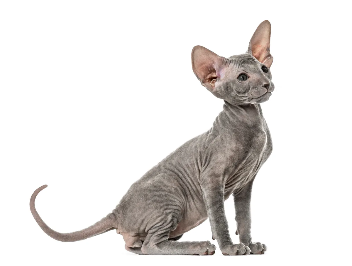 Peterbald raskat alert