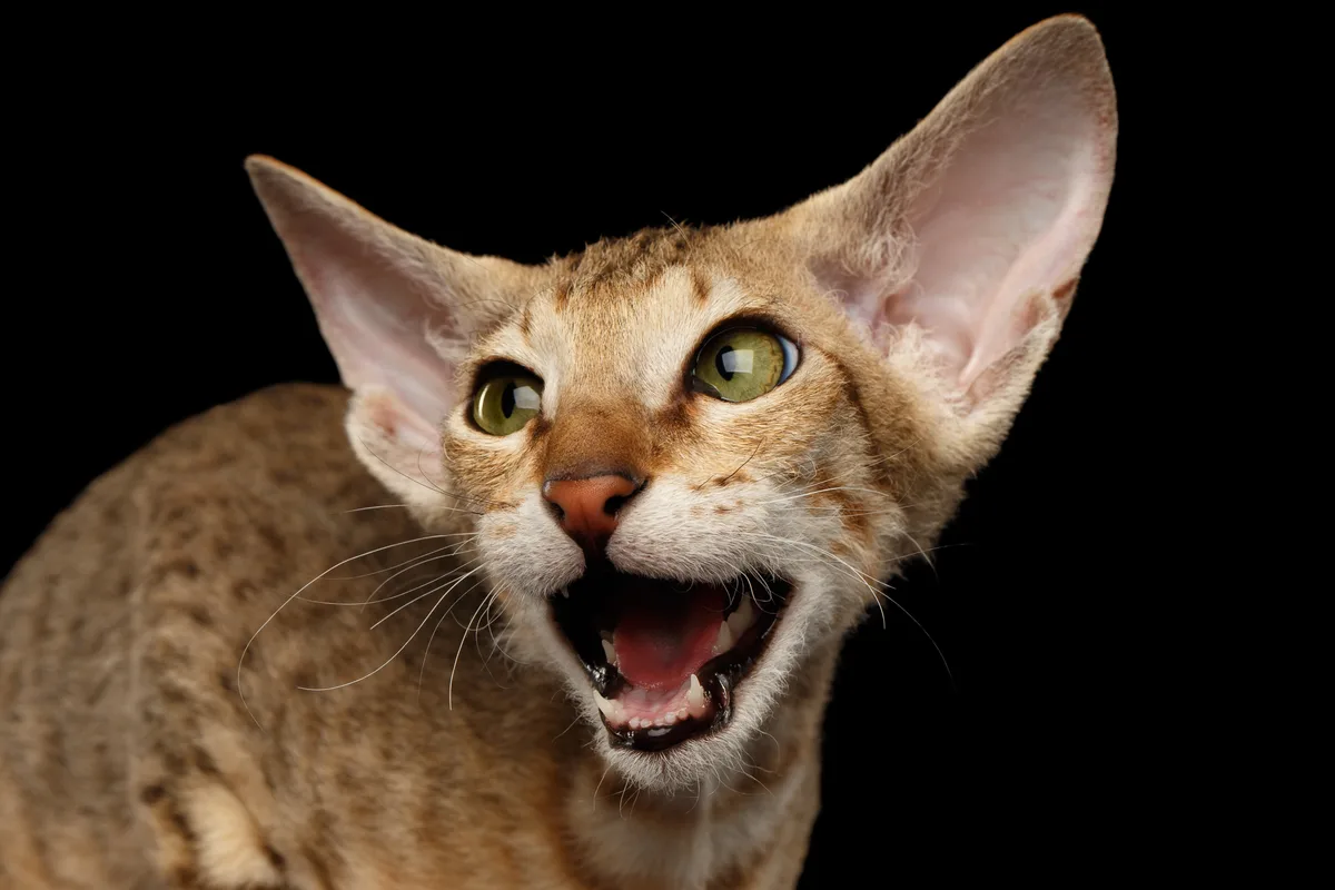 Peterbald