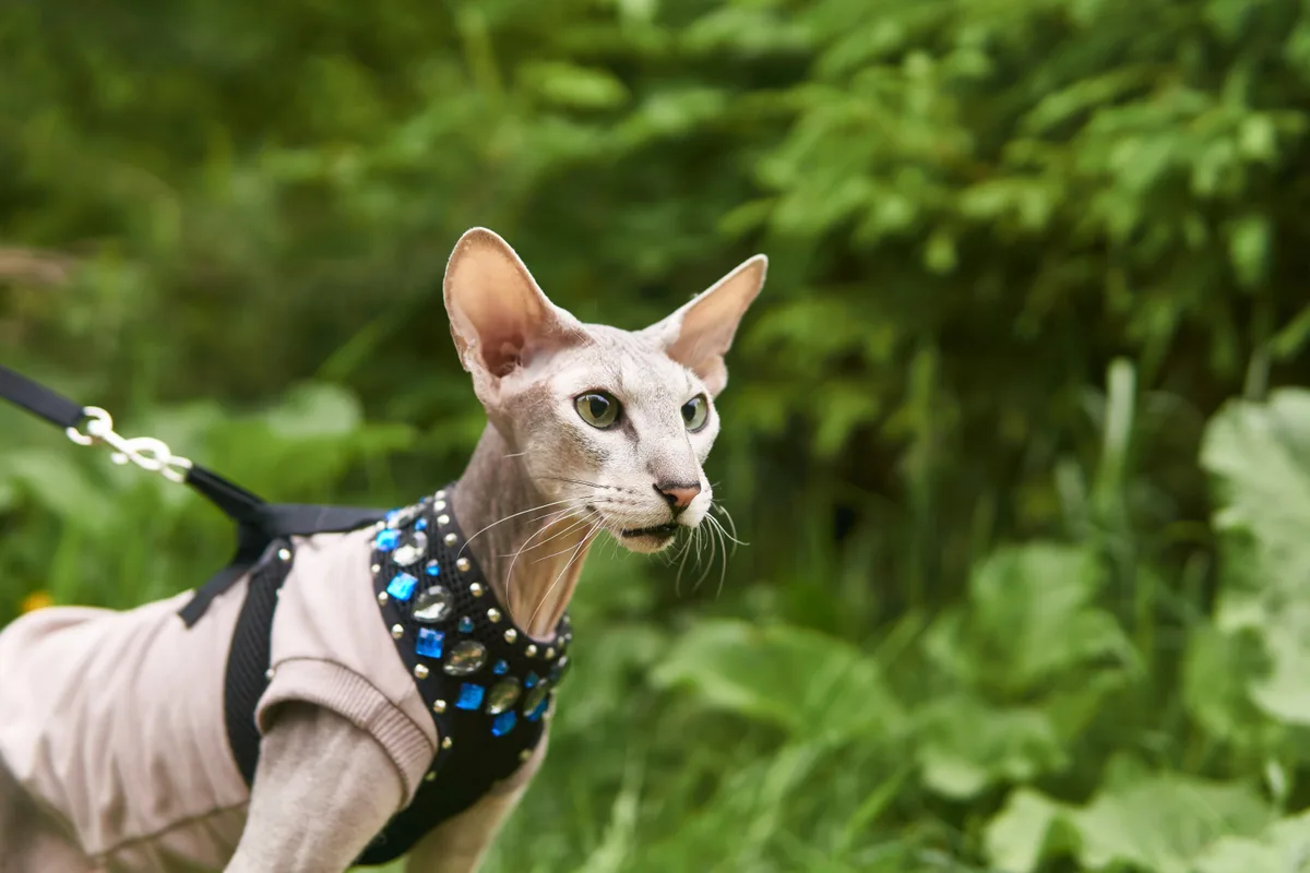 Peterbald